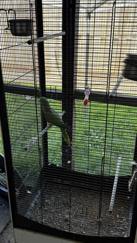 vogel parkiet, Vrouwelijk, Parkiet