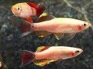 chinese danio goud €2,95, Vis, Zoetwatervis