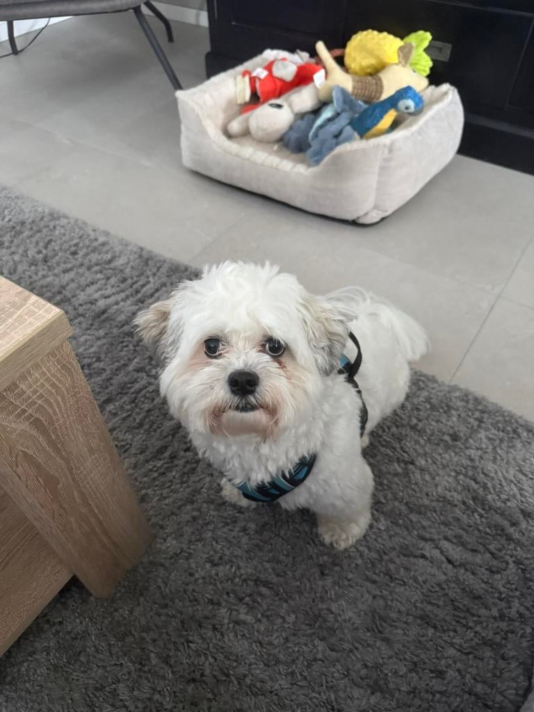 Sociaal Boomer hondje (2 jaar ) zoekt maatje voor het leven, Maltezer, Reu, 1 tot 2 jaar, Parvo