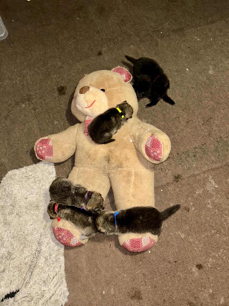 Amerikaanse Wolfhond puppy’s, België, Particulier, Overige rassen, 8 tot 15 weken