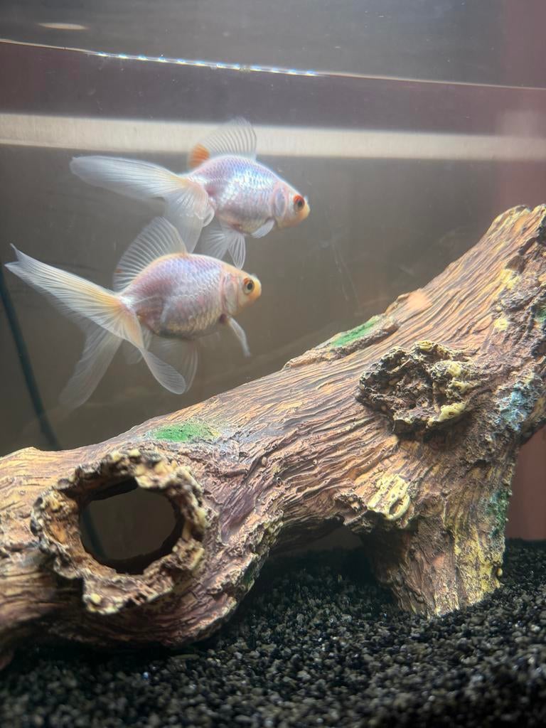 Gratis vissen in goede handen MOET SNEL WEG, Dieren en Toebehoren, Vissen | Aquariumvissen, Vis