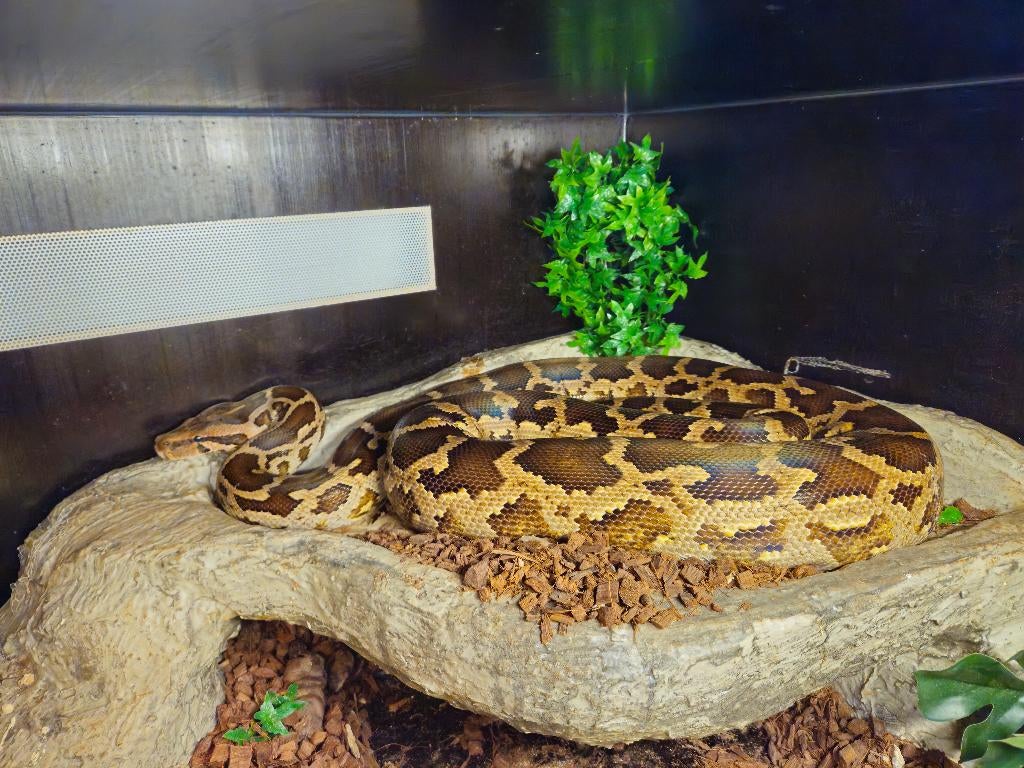 0.1 Python Molures Pimbura Reticulated Python - female for sale from Michiel