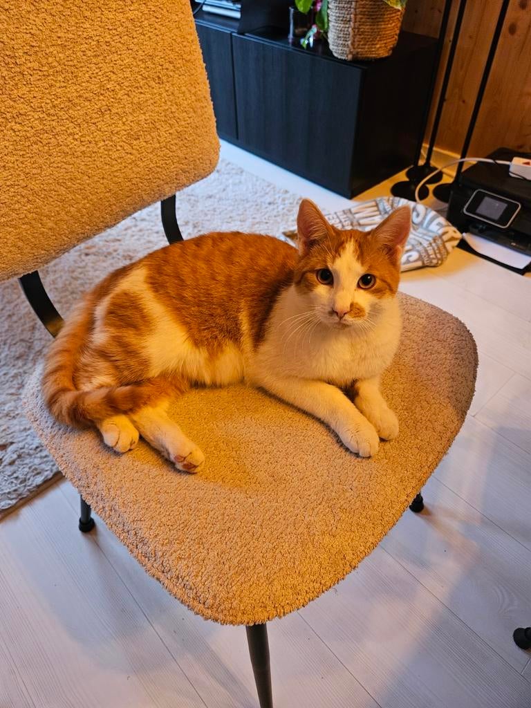 huisje gezocht voor Koen (kater), Kater