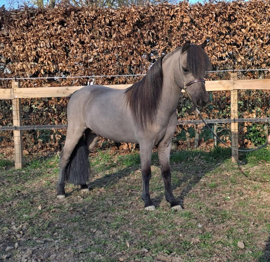 prachtige 3 jarige NMPRS hengst & jaarling NMPRS hengstje, Dieren en Toebehoren, Pony's, Met stamboom, Niet van toepassing, Hengst