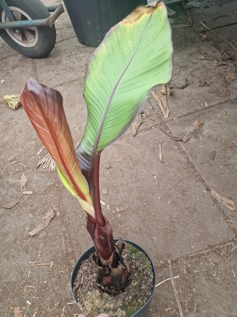 Ensete verticosum maurelli, Tuin en Terras, Ophalen of Verzenden, Minder dan 100 cm, Overige soorten, Zomer