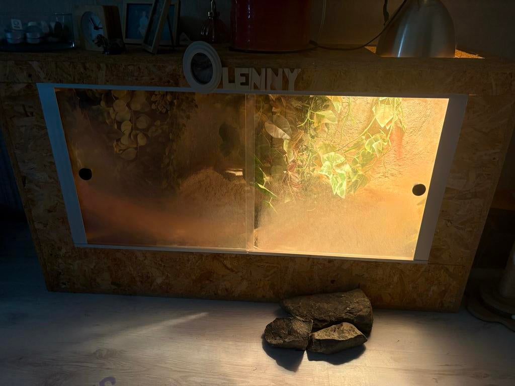 Lieve baardagaam incl terrarium Bearded Dragon - unknown for sale from Roos Van Santen