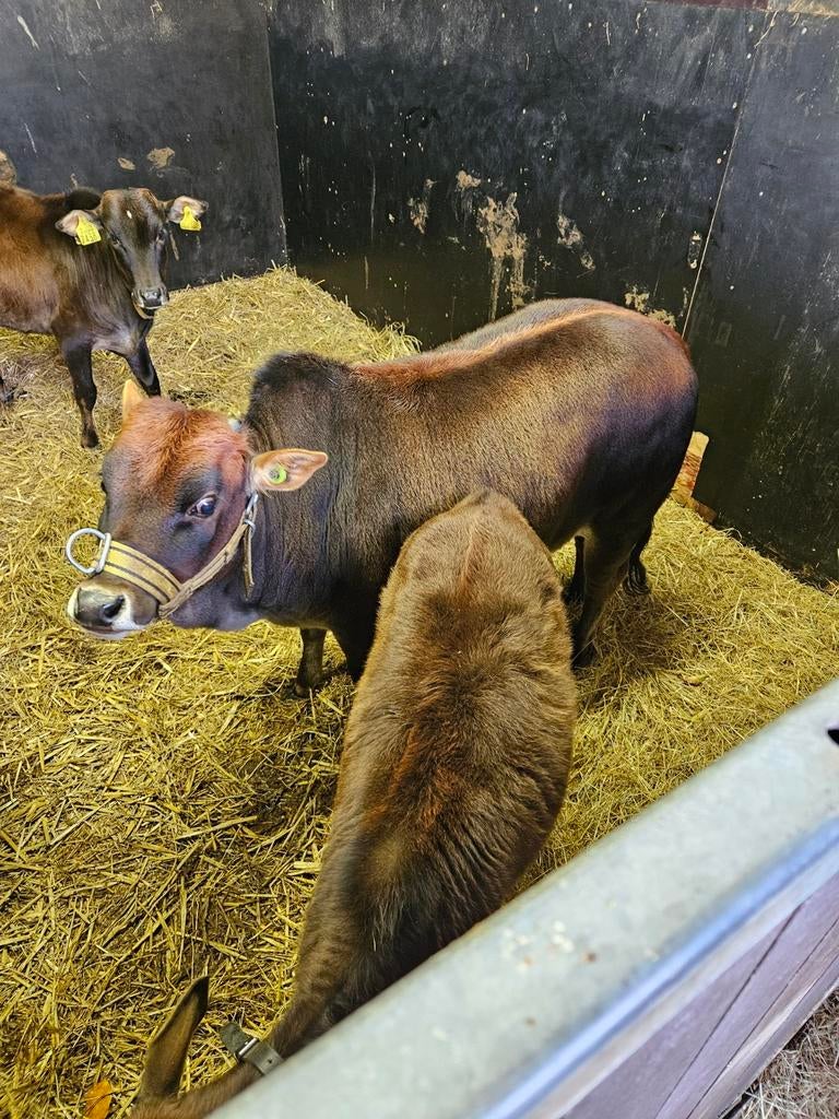 Zeboe vaars stamboek bijna 2 jaar jong, Dieren en Toebehoren, Vrouwelijk, 0 tot 2 jaar