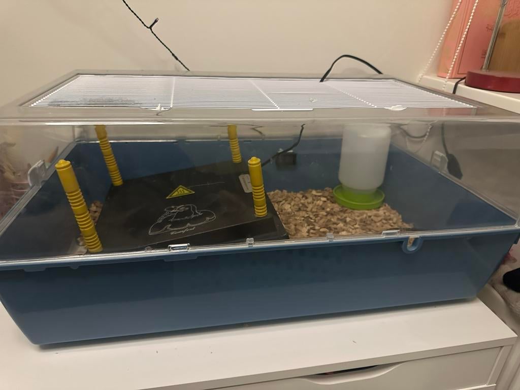 Pet sitter AMSTELVEEN, Dieren en Toebehoren, Kip