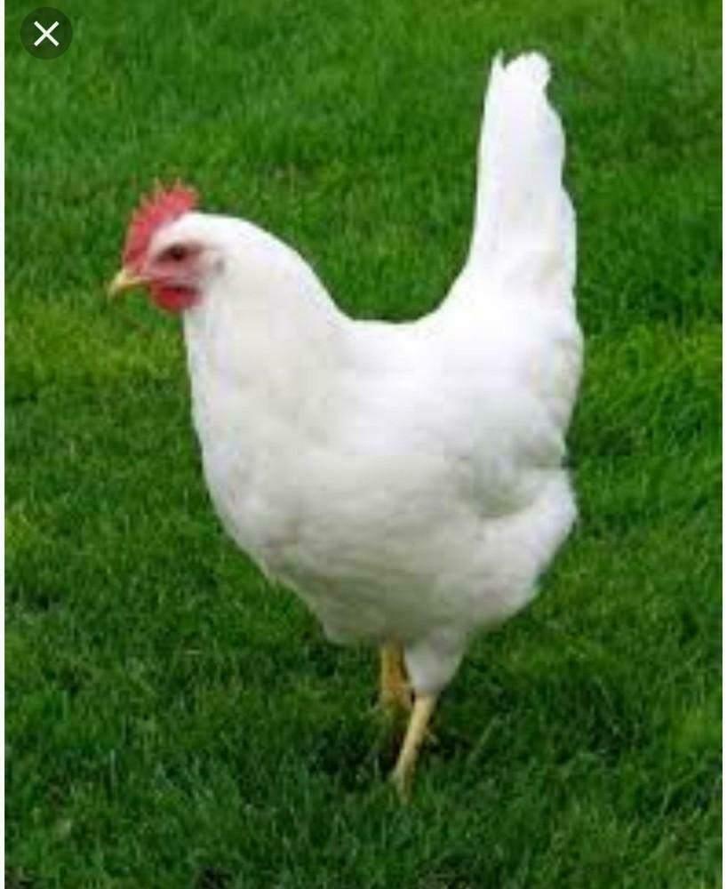 Leghorn kippen., Vrouwelijk, Kip