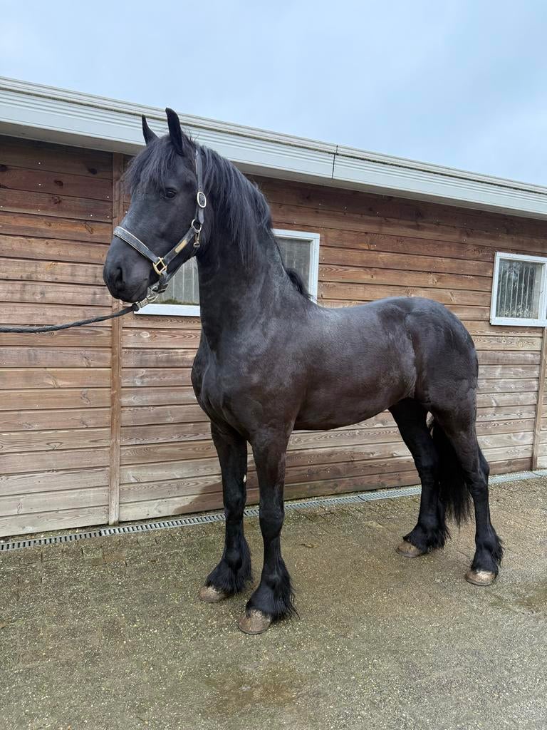 Super mooie friese hengst met vol papier en 2e premie!, Dieren en Toebehoren, Paarden, Hengst, Minder dan 160 cm, Dressuurpaard
