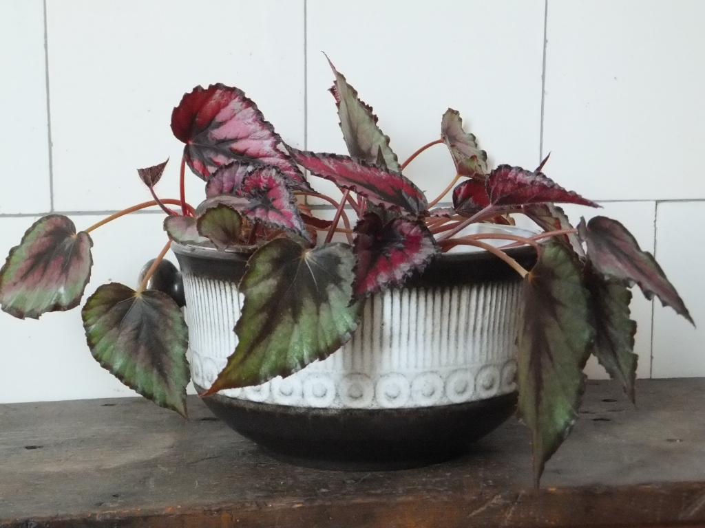 grote groovy vintage plantenschaal bloempot W. Germany 20 cm, Ophalen