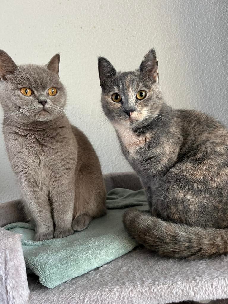 Moeder & dochter katten Brits korthaar, Poes