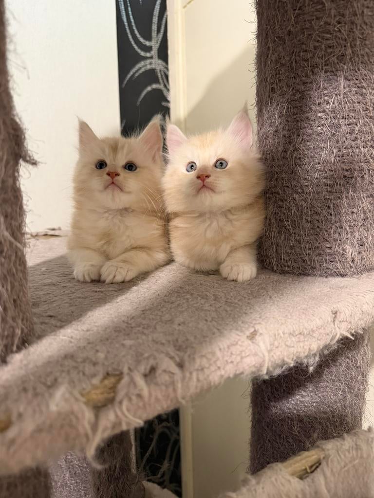 Maine coon  kittens( laatste Kater ), Meerdere dieren, Ontwormd