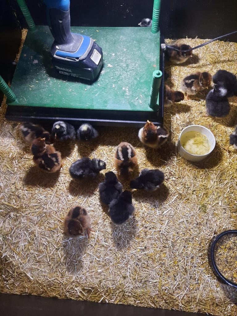 Kuikens Australorp, Dieren en Toebehoren, Pluimvee, Meerdere dieren, Kip