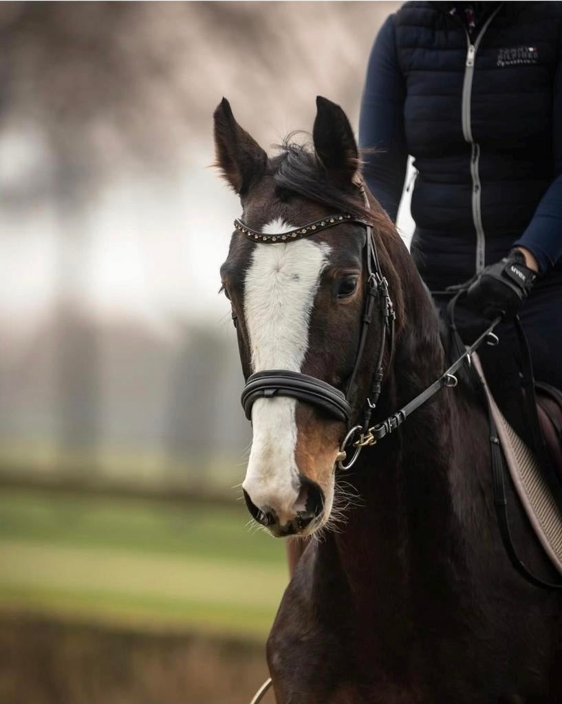 Gezocht: 5–8 jarig springpaard, Ruin, Springpaard