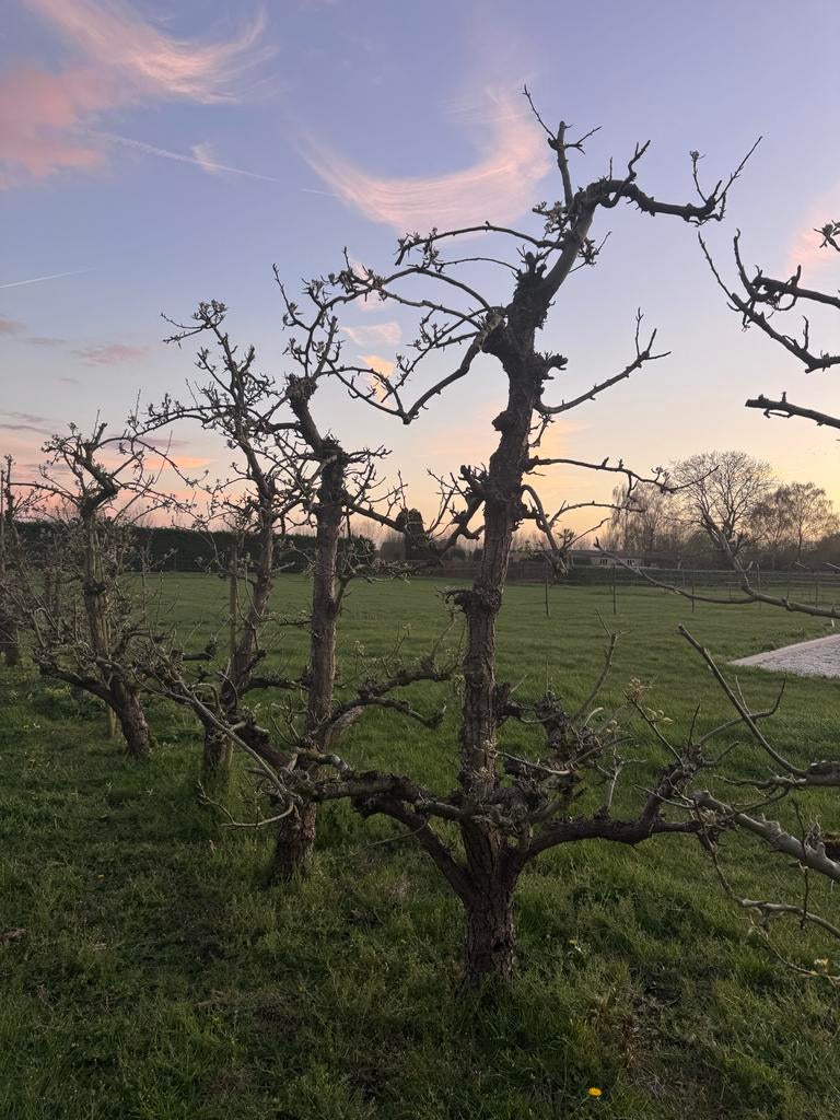 Perenboom conference, Ophalen, Lente, Volle zon, Perenboom