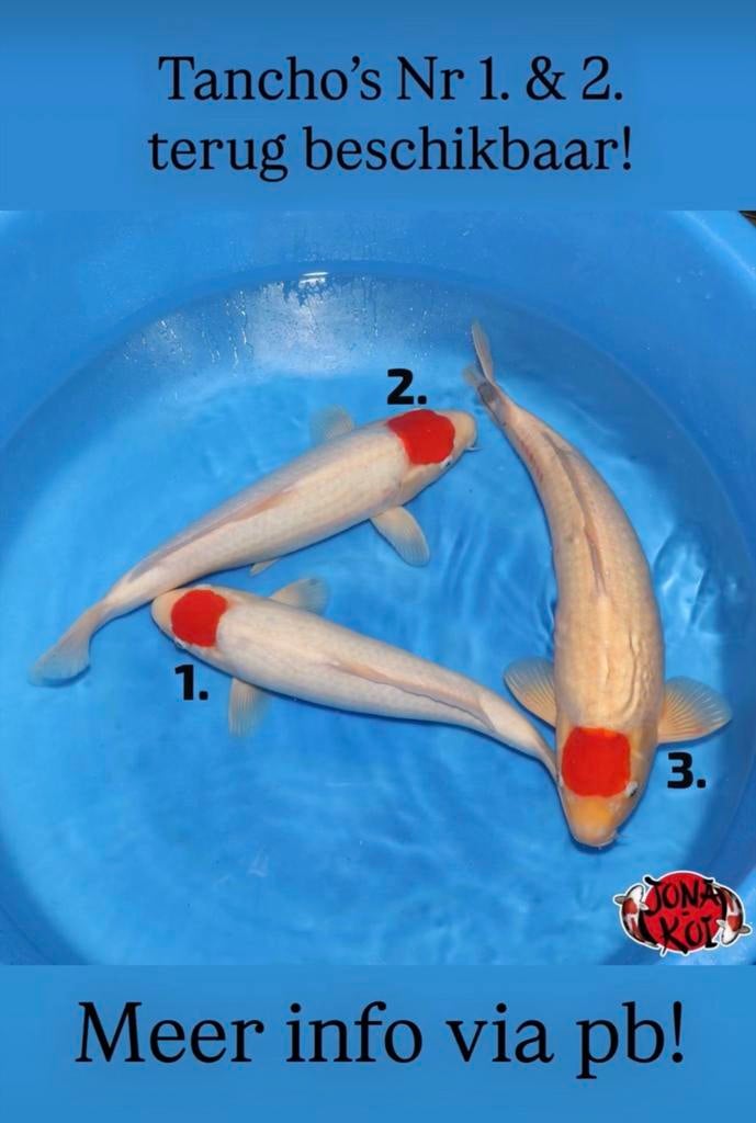 Tancho van Hoshikin, Dieren en Toebehoren, Karper of Koi