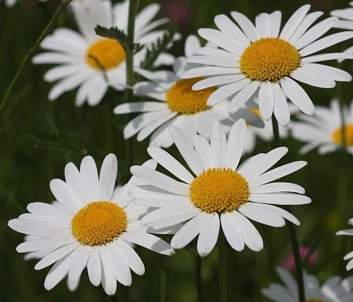 Grote Margrieten, jonge planten, Ophalen, Overige soorten, Volle zon
