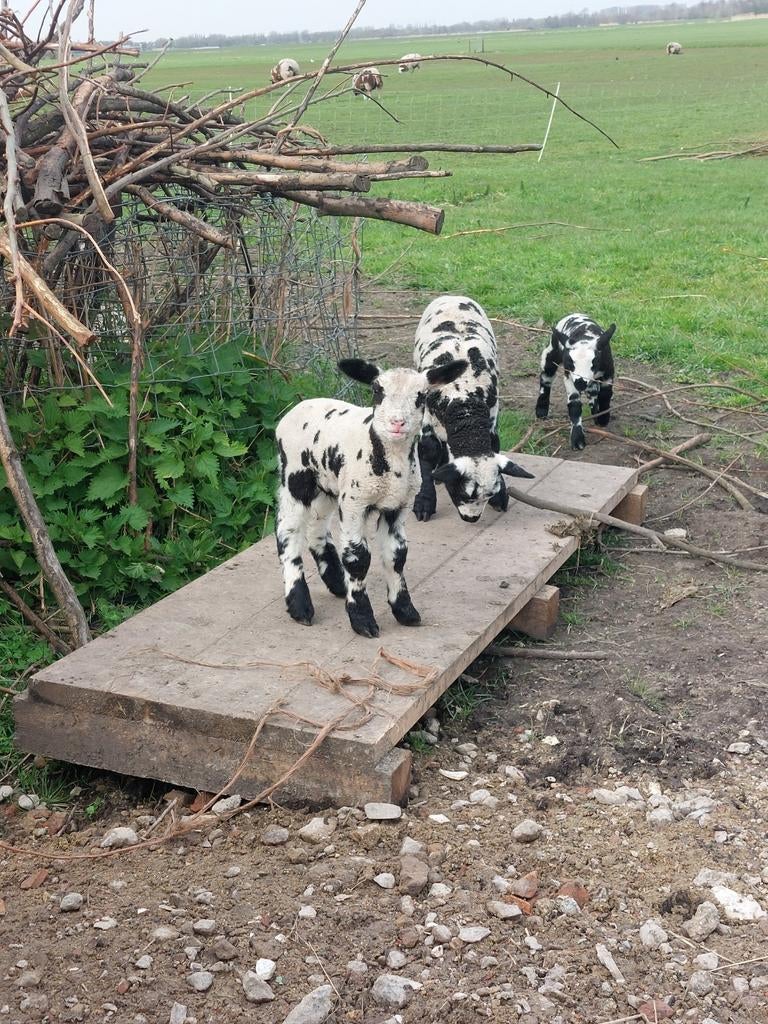 Fleslammen ,paplam ,mooie bonte, Dieren en Toebehoren, Schapen, Geiten en Varkens, Meerdere dieren, Schaap