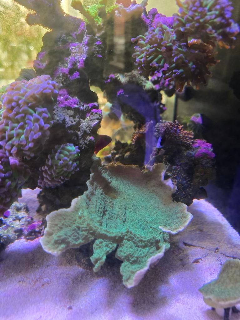 Groene montipora stek - sps, Vis