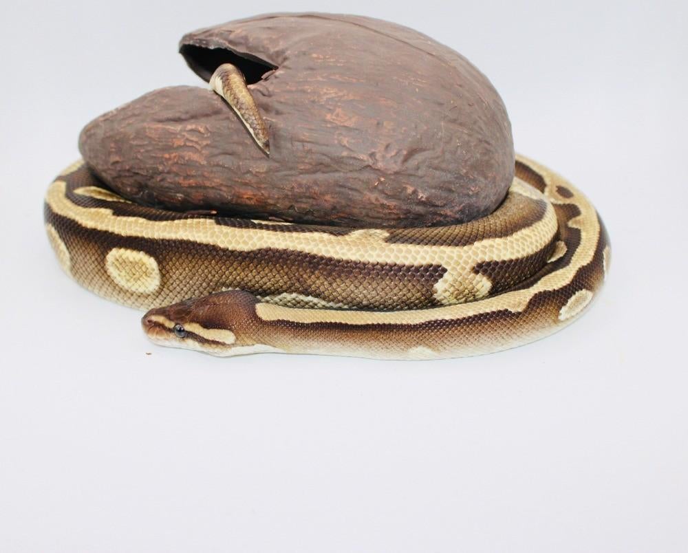 Ball Python/Regius Python/1.0Leopard Mojave Calico Het DG Green Tree Python - male for sale from MysticEliteMorphsNL