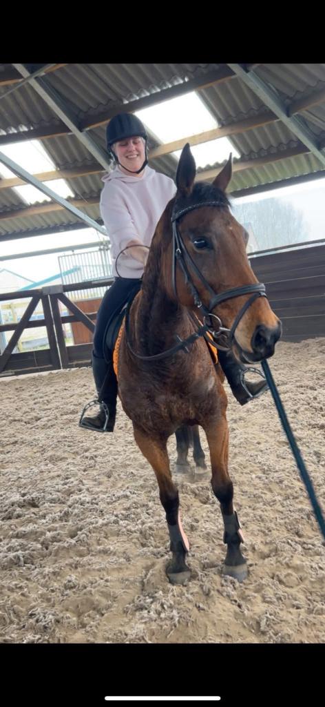 Gezonde , knappe 12 jarige merrie, Merrie, Met stamboom, Zadelmak, 160 tot 165 cm