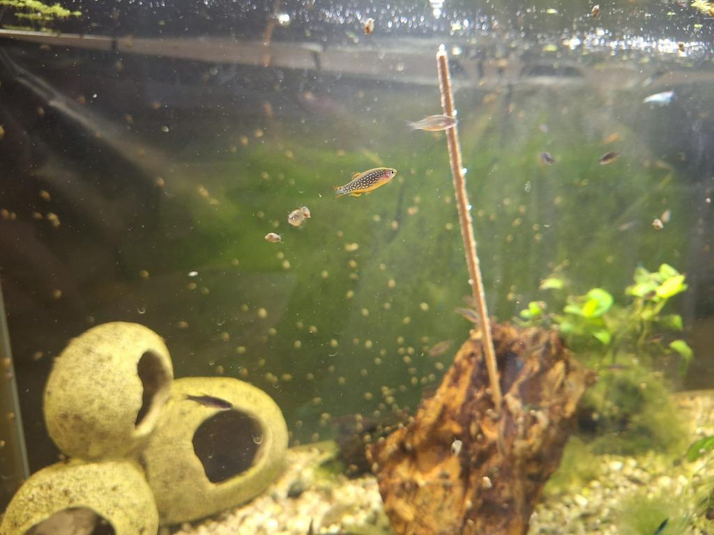 Galaxy Rasbora’s / Celestial Pearl Danio, Vis, Zoetwatervis, Schoolvis
