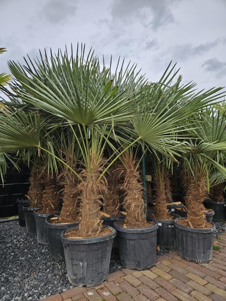 MOOIE DIKKE GOED GEWORTELDE WINTERHARDE TRACHYCARPUS PALMEN, Halfschaduw, 100 tot 250 cm, Zomer, Palmboom