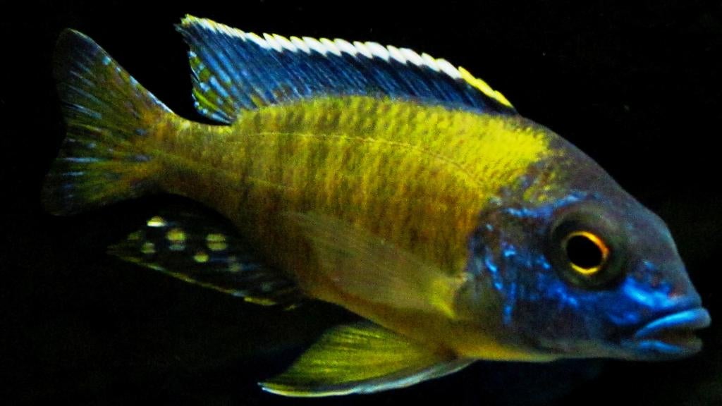 Malawi Cichliden: Aulonocara usisya, Vis, Zoetwatervis