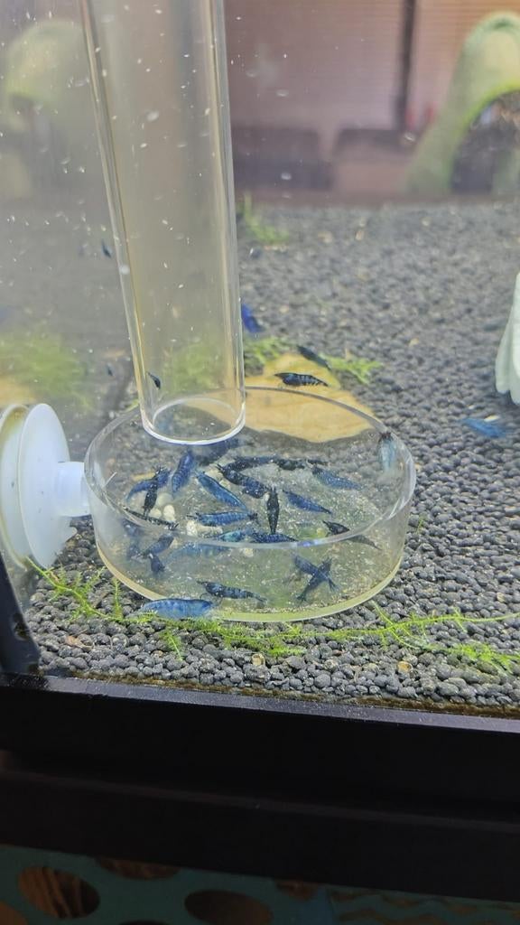 Blue dream neocaridina garnalen, Dieren en Toebehoren, Vissen | Aquariumvissen, Kreeft, Krab of Garnaal