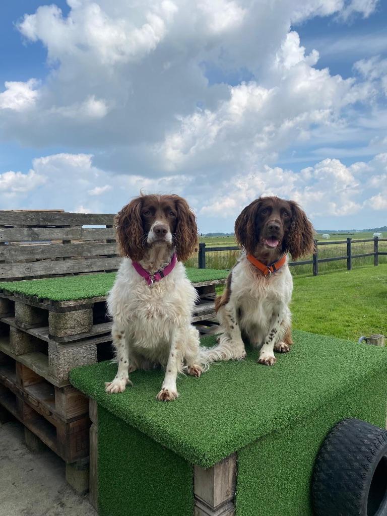 Hondenoppas omgeving Sneek, Particuliere oppas