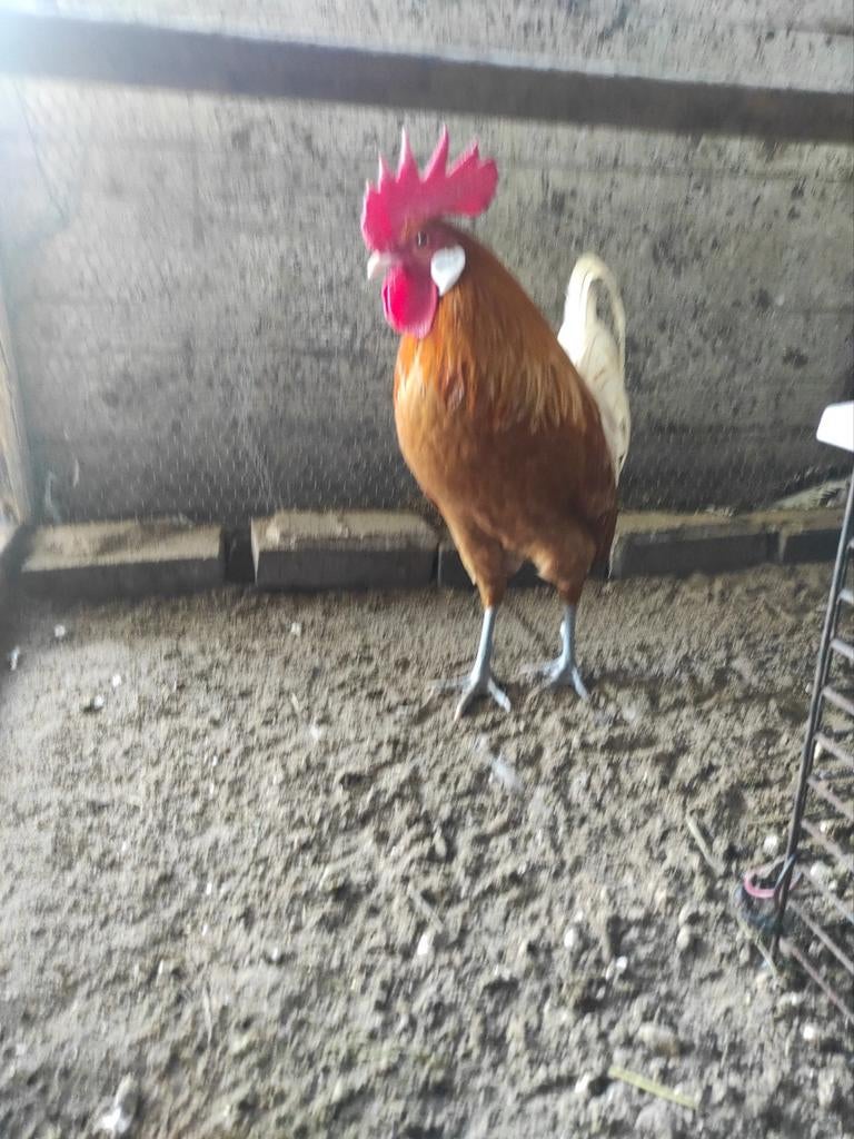 Gratis ophalen!, Dieren en Toebehoren, Pluimvee, Meerdere dieren, Kip