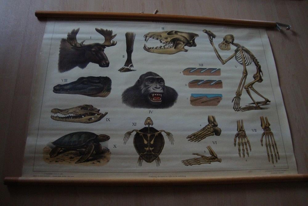 Schoolplaat Bijplaat SIBERISCHE VLAKTE en OP BORNEO, Ophalen of Verzenden, Overige thema's