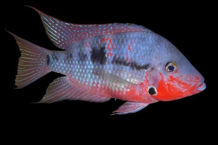 Midden Amerikaanse Cichliden: Thorichthys meeki, Dieren en Toebehoren, Vissen | Aquariumvissen, Zoetwatervis, Vis