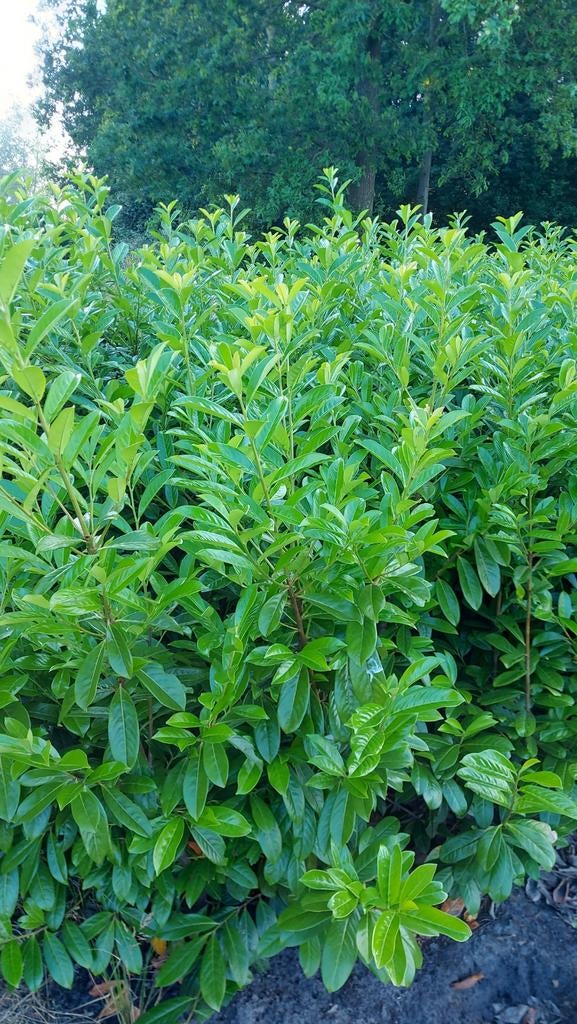 Laurier Novita - 150-200cm, Ophalen, Laurier, Haag, 100 tot 250 cm