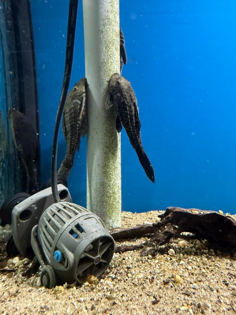 L95a - pseudorinelepis sp., Vis