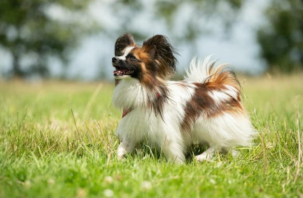 Papillon vlinderhondje met stamboom dekreu getest, Reu, CDV (hondenziekte), 1 tot 2 jaar, Meerdere