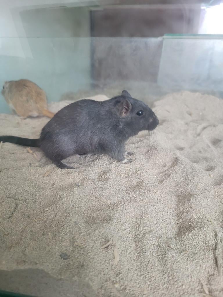 Gerbils gratis, Oktober, Vrouwelijk, Overige typen