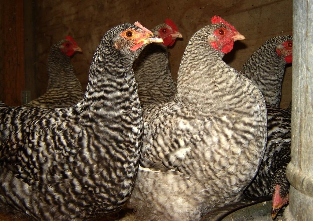 Prachtige Noord-Hollandse Blauwe hennen, hanen, kuikens, Dieren en Toebehoren, Pluimvee, Vrouwelijk, Kip
