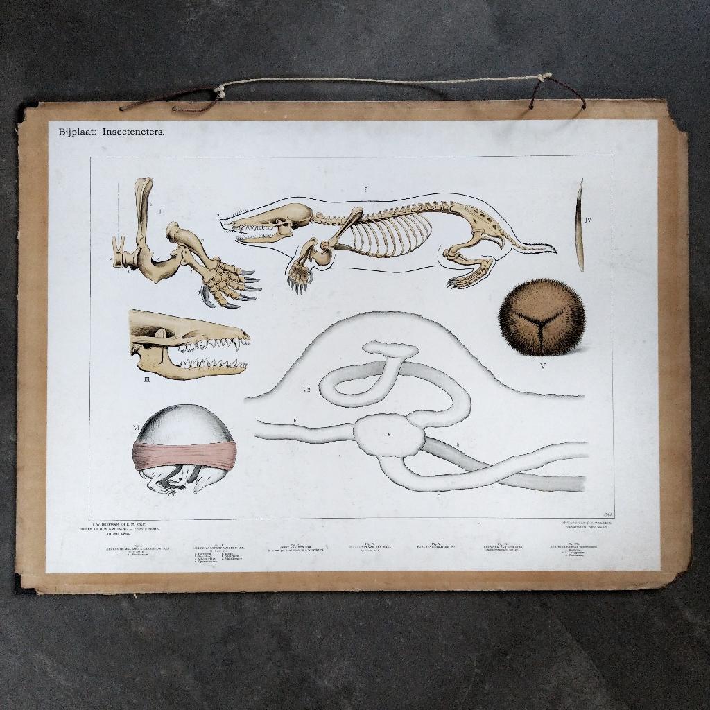 Bijplaat Insecteneters – Koekkoek – 1927, Ophalen of Verzenden, Natuur en Biologie