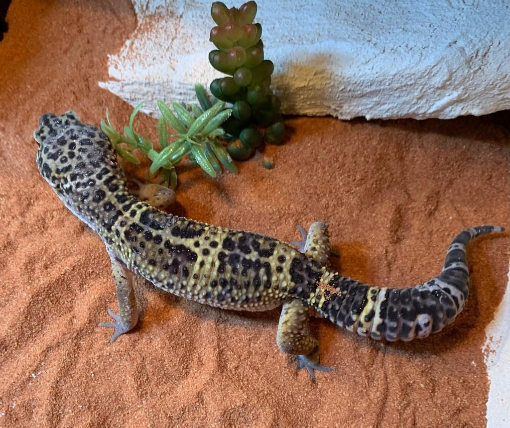 Luipaard gekko / gecko Snow male Leopard Gecko - unknown for sale from Eindhoven noord