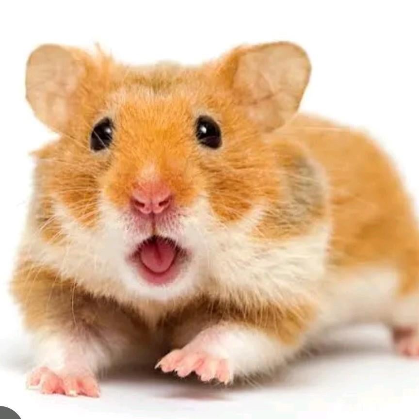 Gezocht!! Syrische hamster (goudhamster), Dieren en Toebehoren, Februari, Geslacht onbekend, Hamster