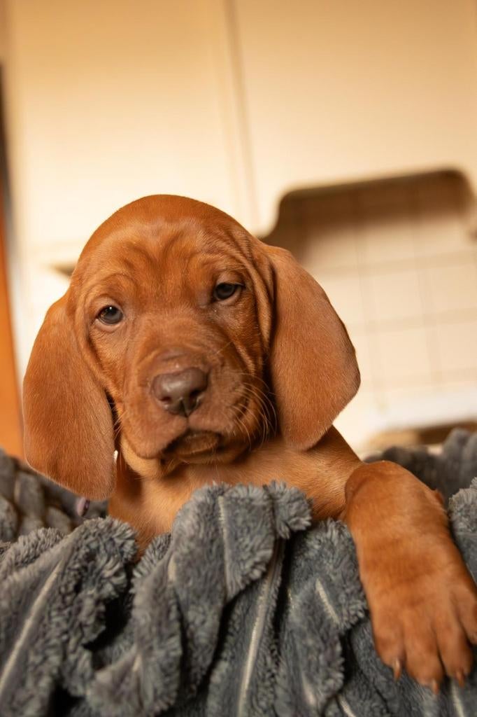 Mooie Vizsla pups te koop. Enkel nog reutjes, Nederland, Parvo, Overige rassen, 8 tot 15 weken