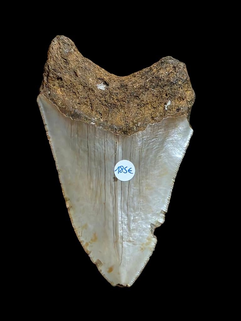 Mooie grote Carcharodon megalodon haaientand 12,3 cm 4,83", Ophalen of Verzenden, Fossiel
