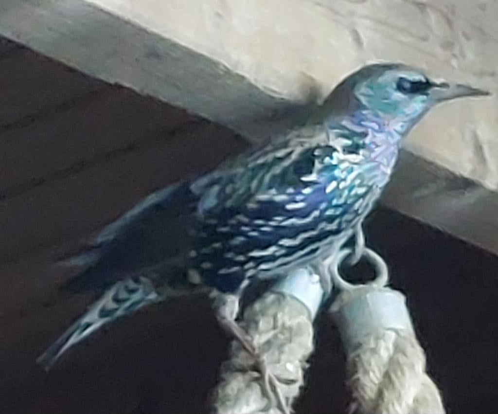 Europese spreeuw man, Dieren en Toebehoren, Mannelijk, Wildzangvogel, Geringd