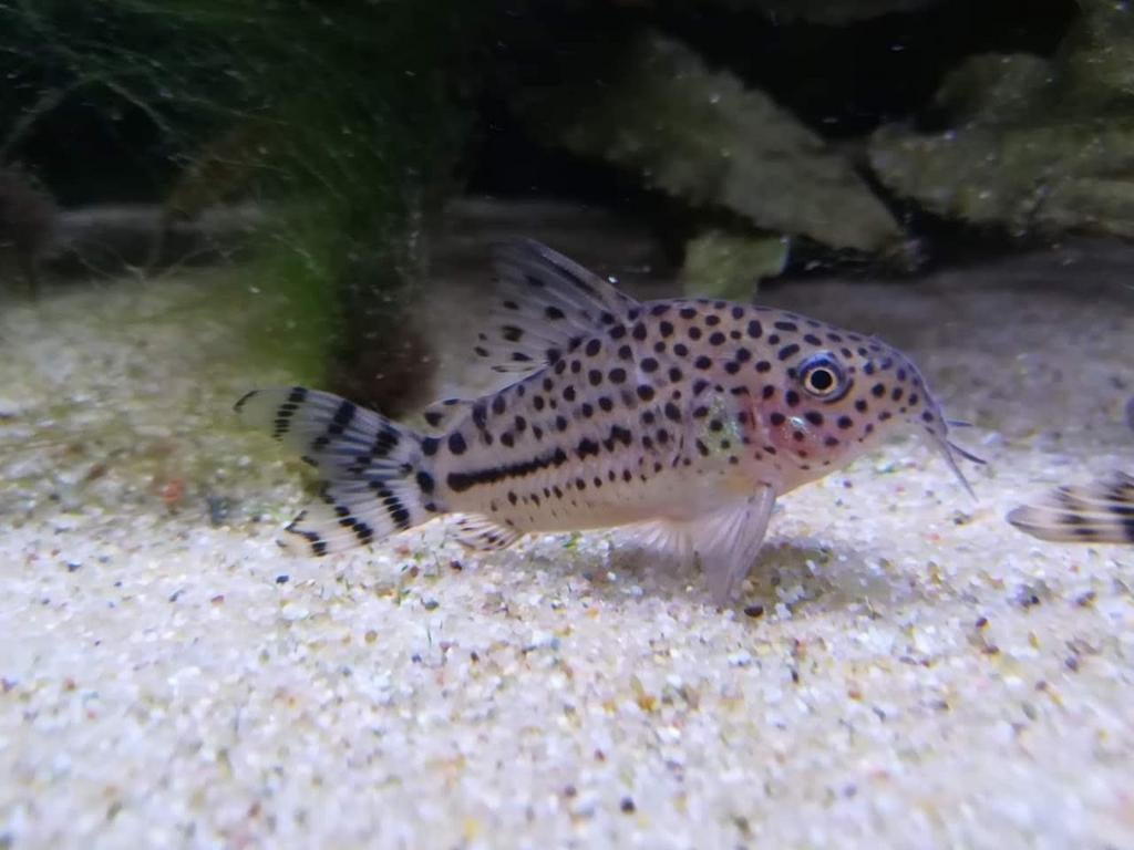 Hoplisoma (voorheen Corydoras) knaacki, Vis, Zoetwatervis, Schoolvis
