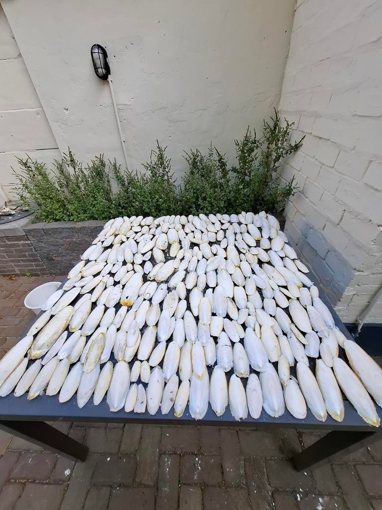 Sepia te koop, Ophalen of Verzenden