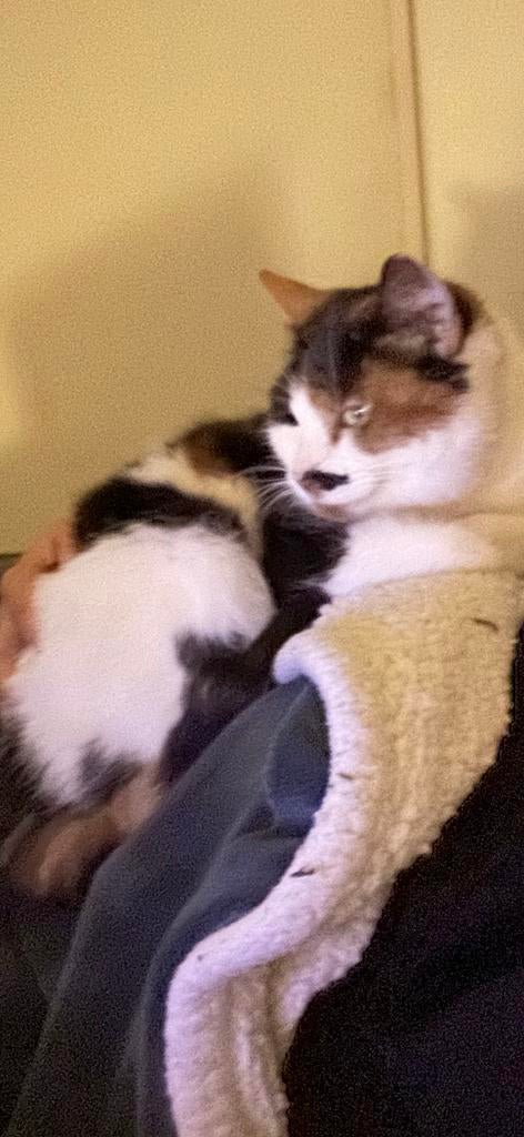 Espi / Esperanza, Dieren en Toebehoren, Katten en Kittens | Overige Katten, Poes