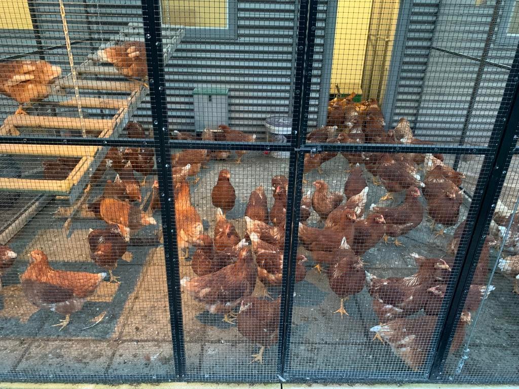 Isa Brown leg hennen / kippen, Dieren en Toebehoren, Pluimvee, Vrouwelijk, Kip