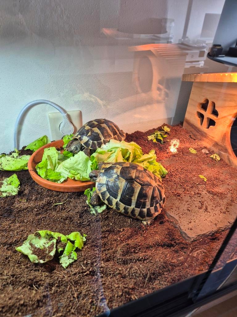 Twee Griekse landschildpadden (Testudo hermanni boettgeri) Tortoise - male for sale from Verkoper